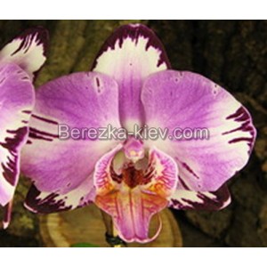 Орхидея 2 ветки (Taiwan-Diamond-Rainbow-Cat)